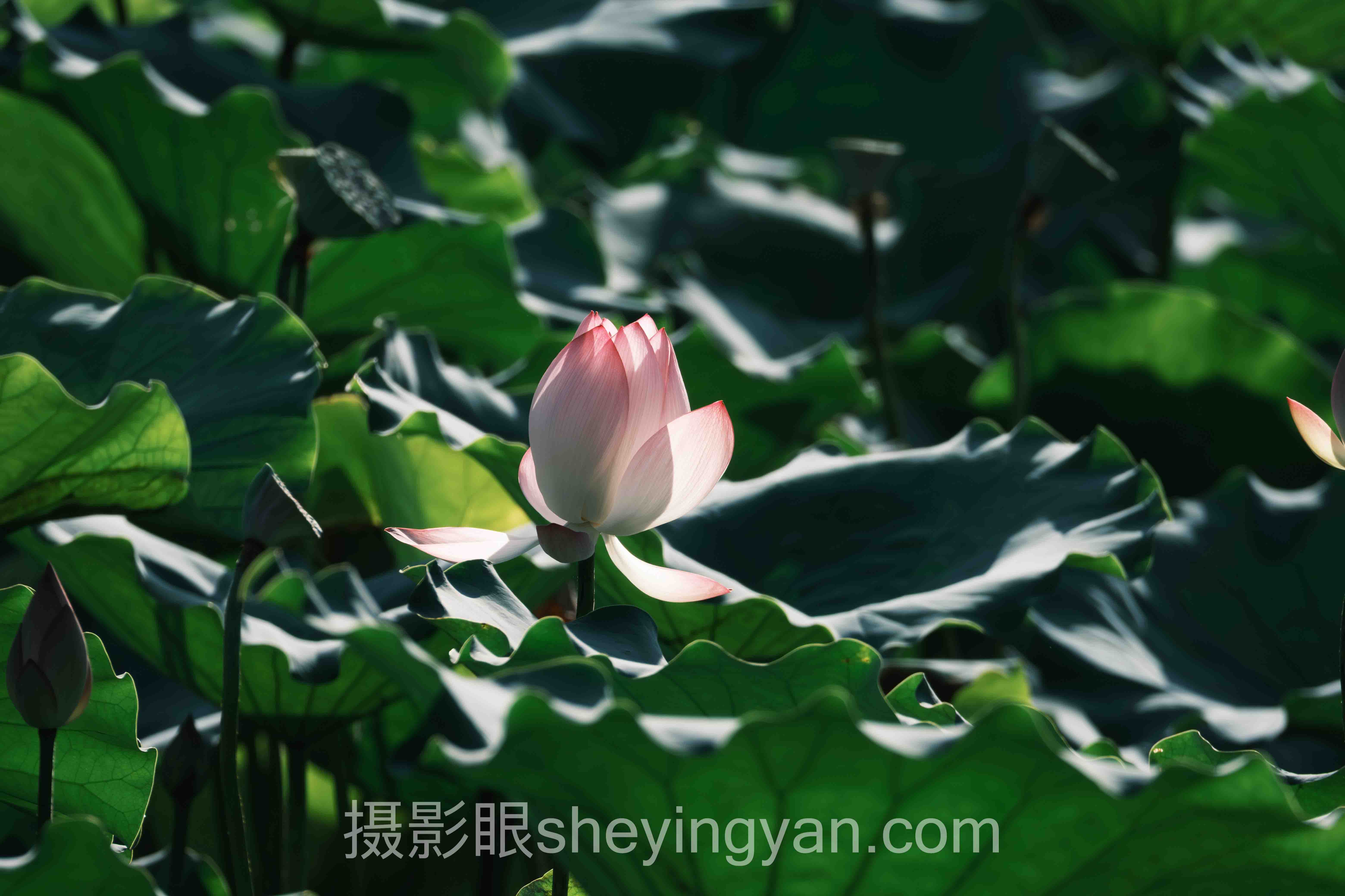 摄影点评网站靠谱吗