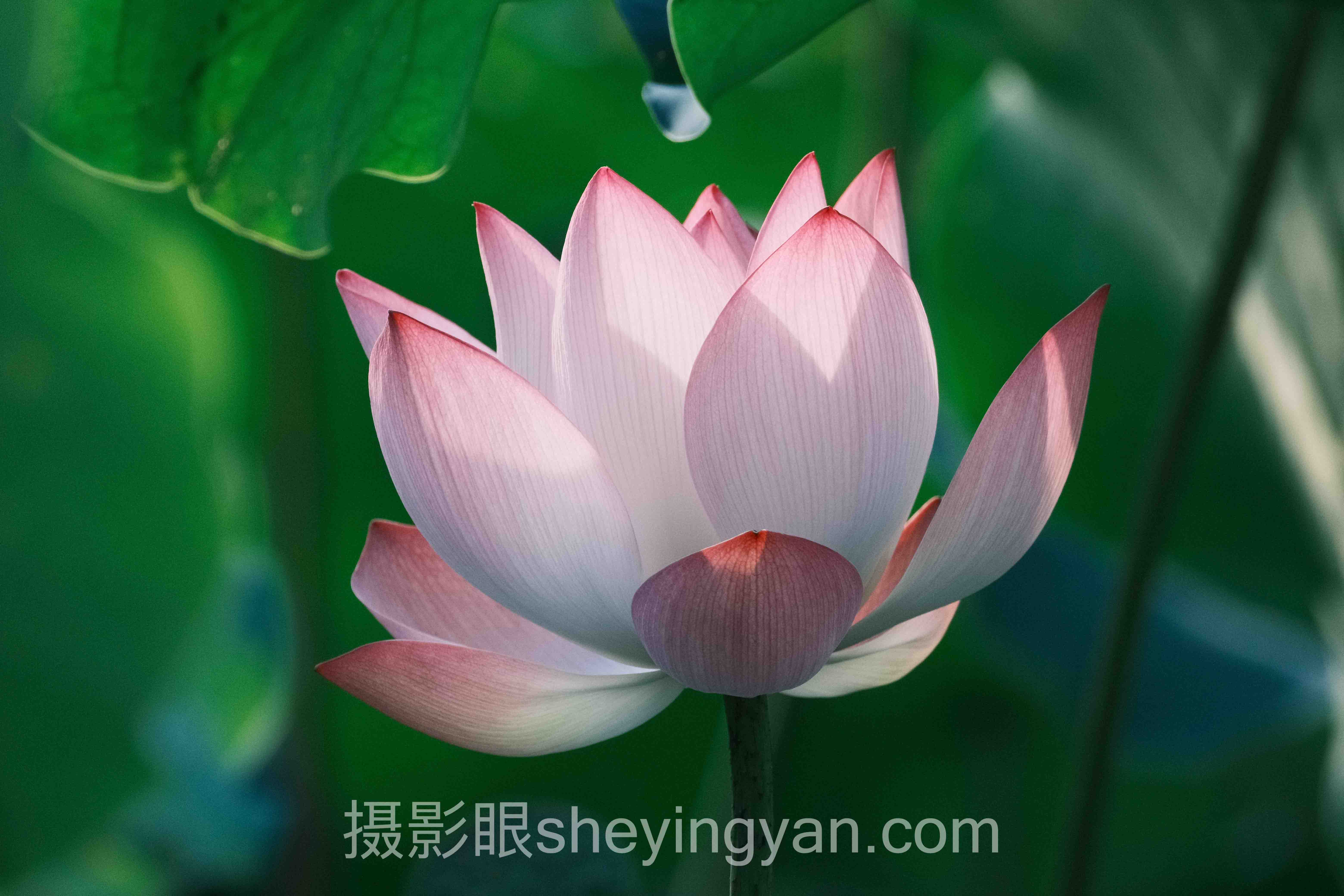 专家深度解读：雾天拍照技巧的机遇与挑战