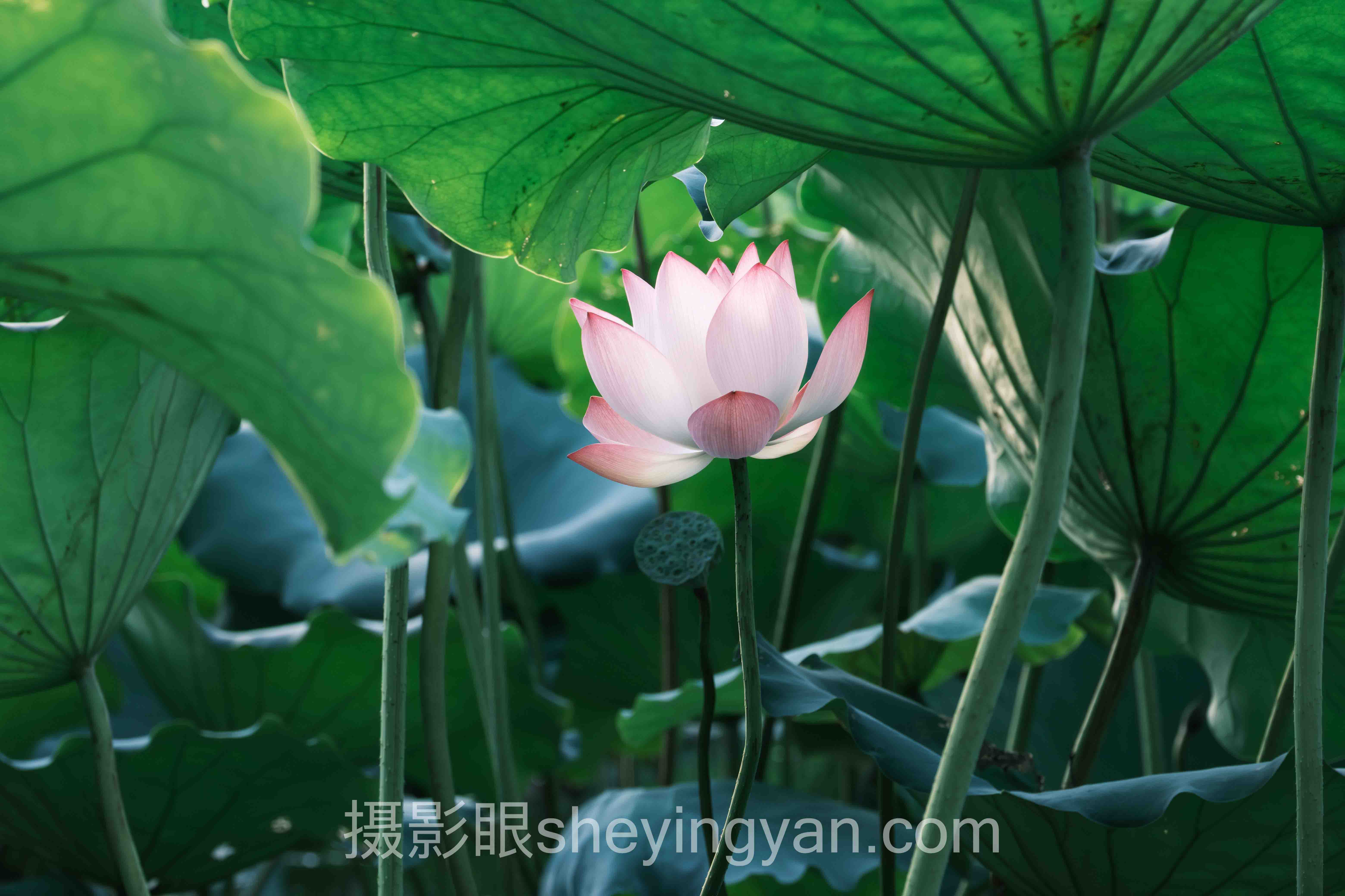 深度解析：摄影新手入门教程的核心问题与答案