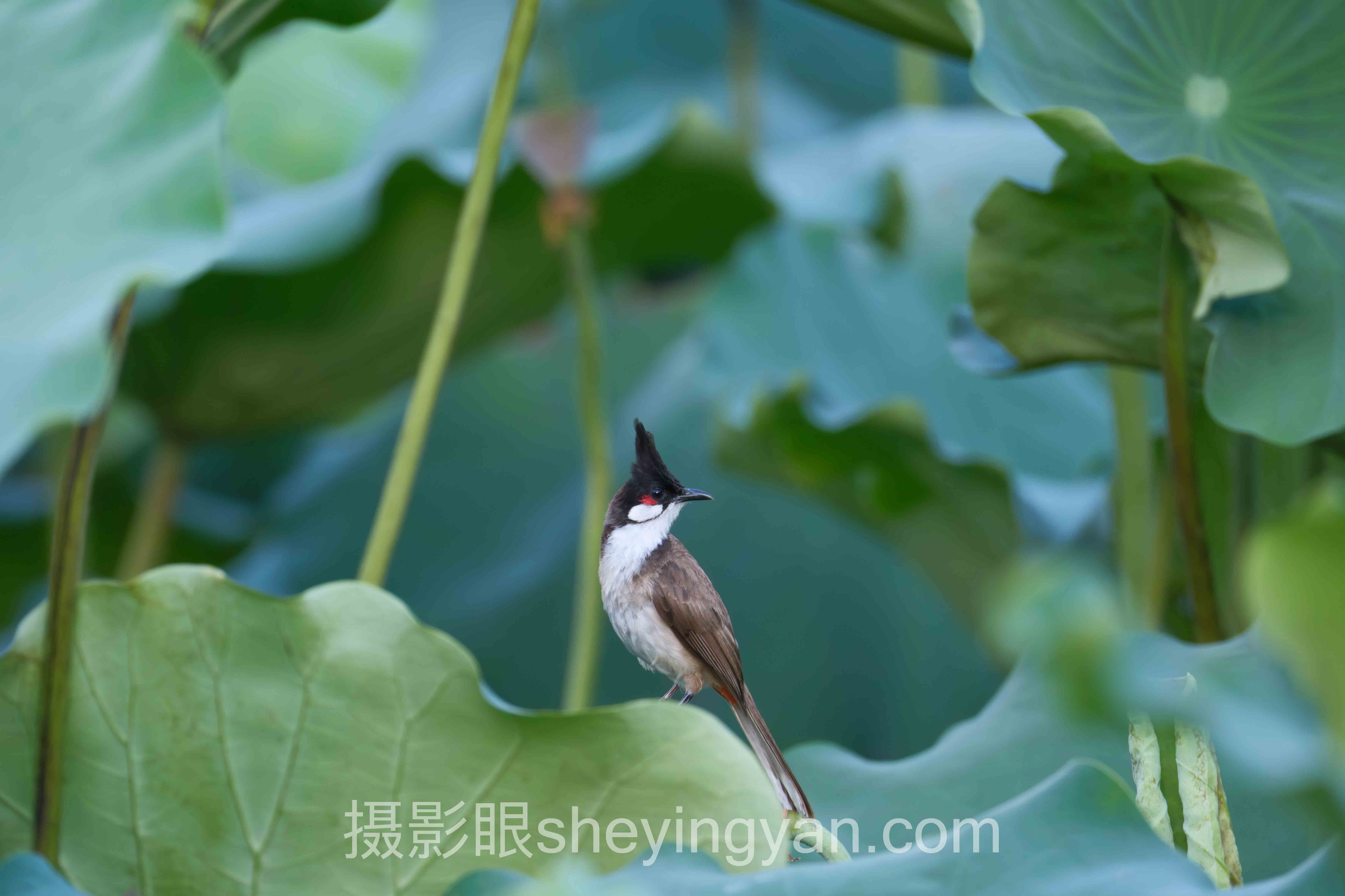 照片点评行业数据全景：7组数据揭示真相