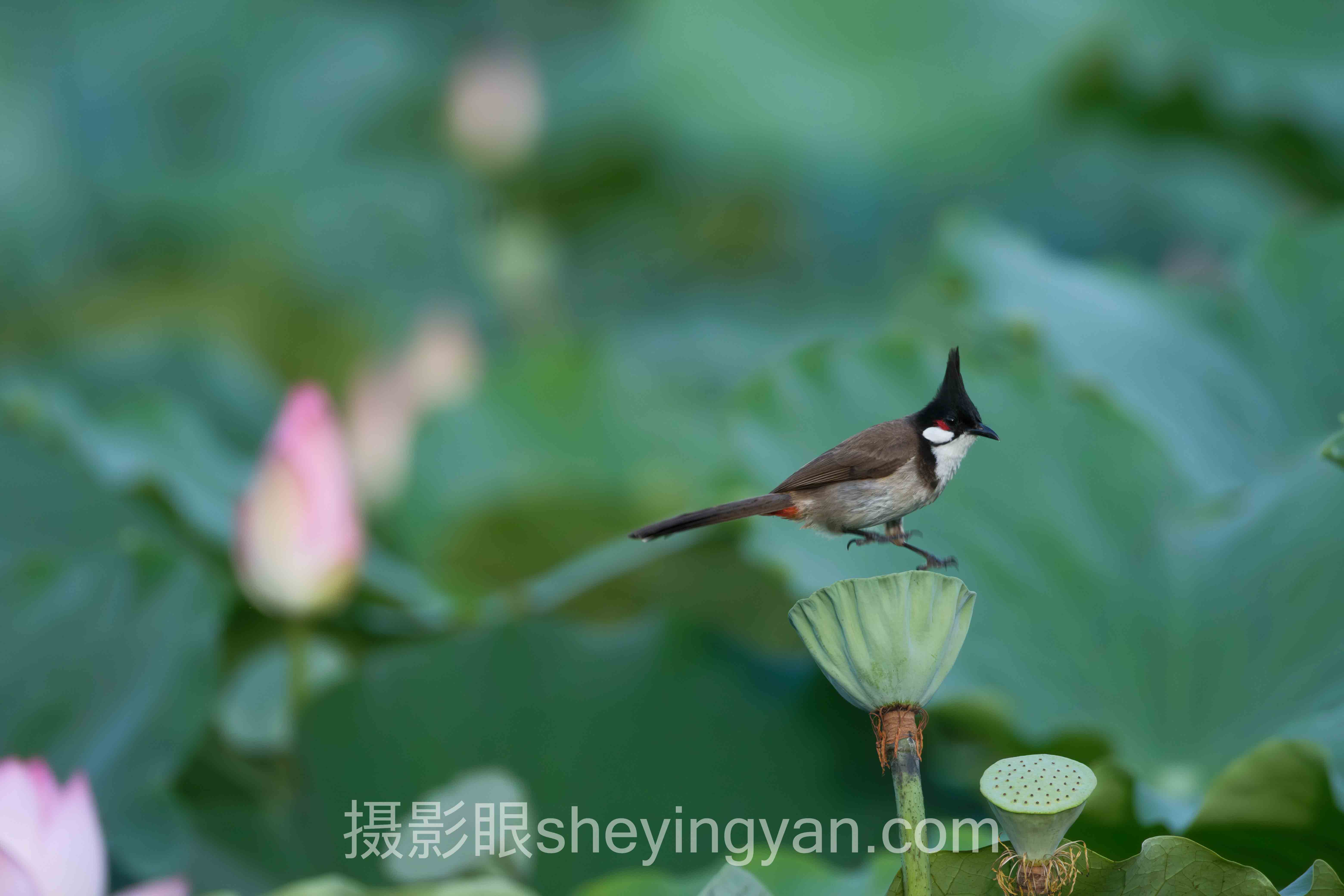 摄影眼必备器材：变焦镜头 vs 定焦镜头，选错等于白花钱？