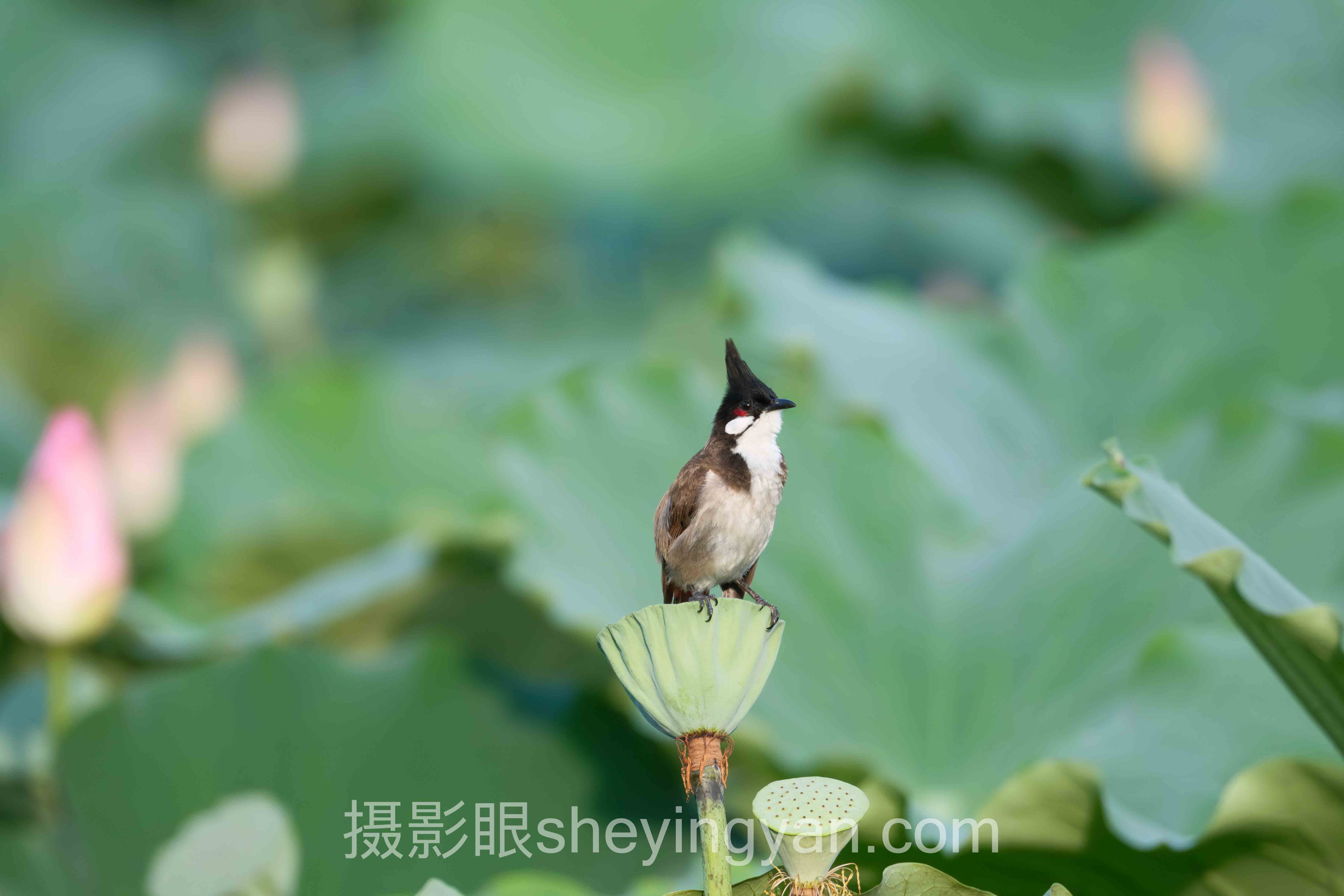 摄影眼照片点评sheyingyan.com