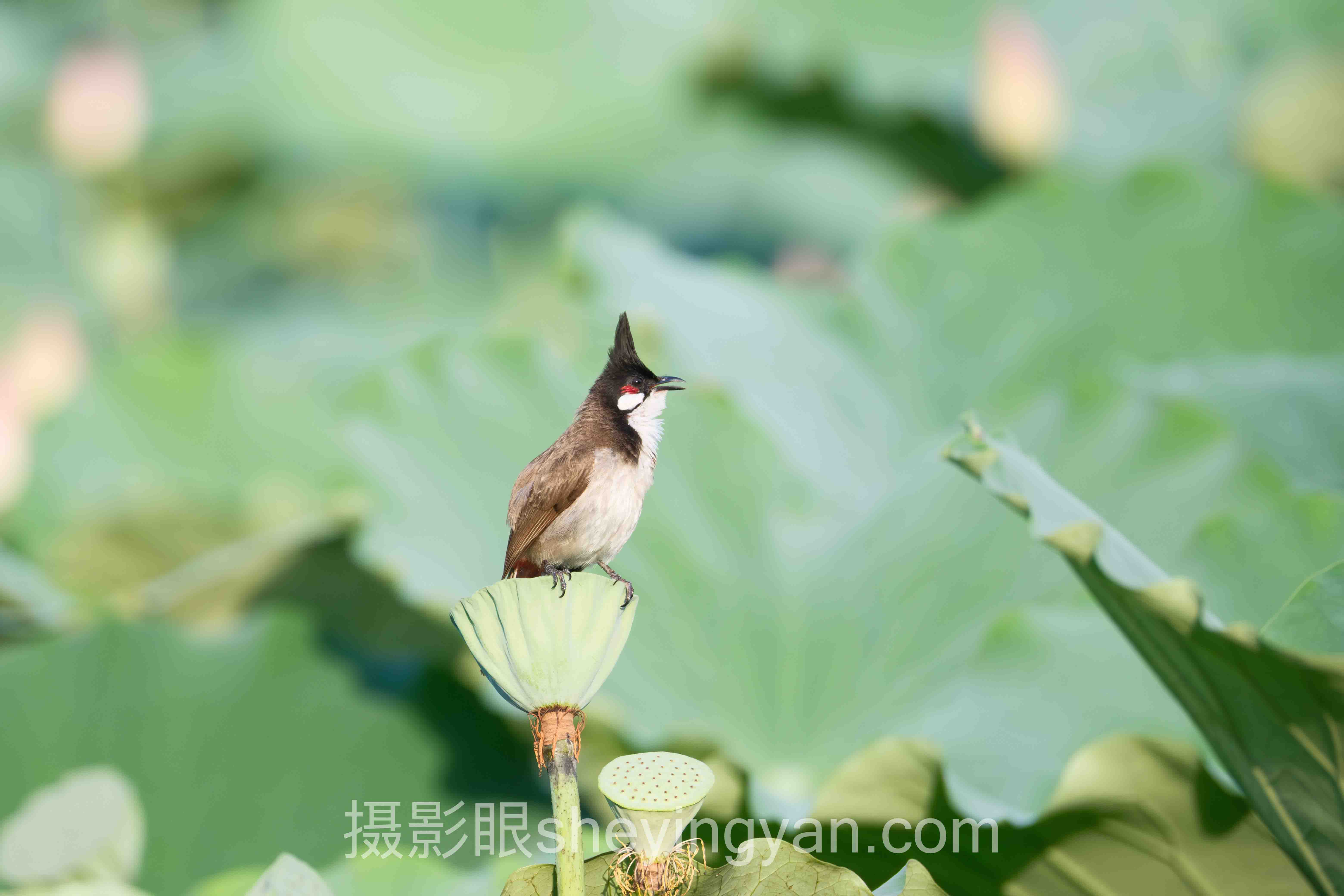 摄影眼平台光圈