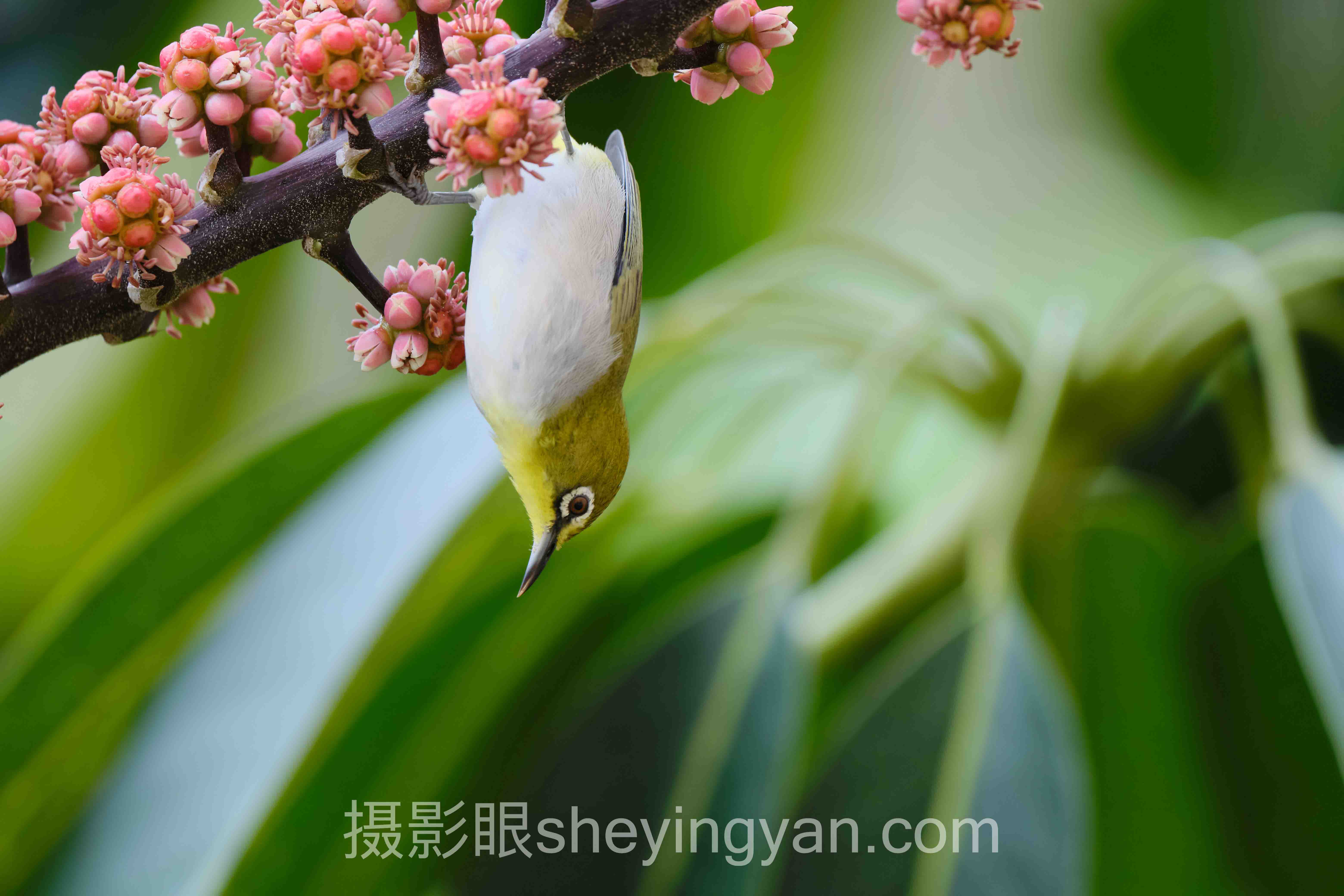 摄影新手如何提高审美全问答:从照片点评到AI照片评分的进阶路径