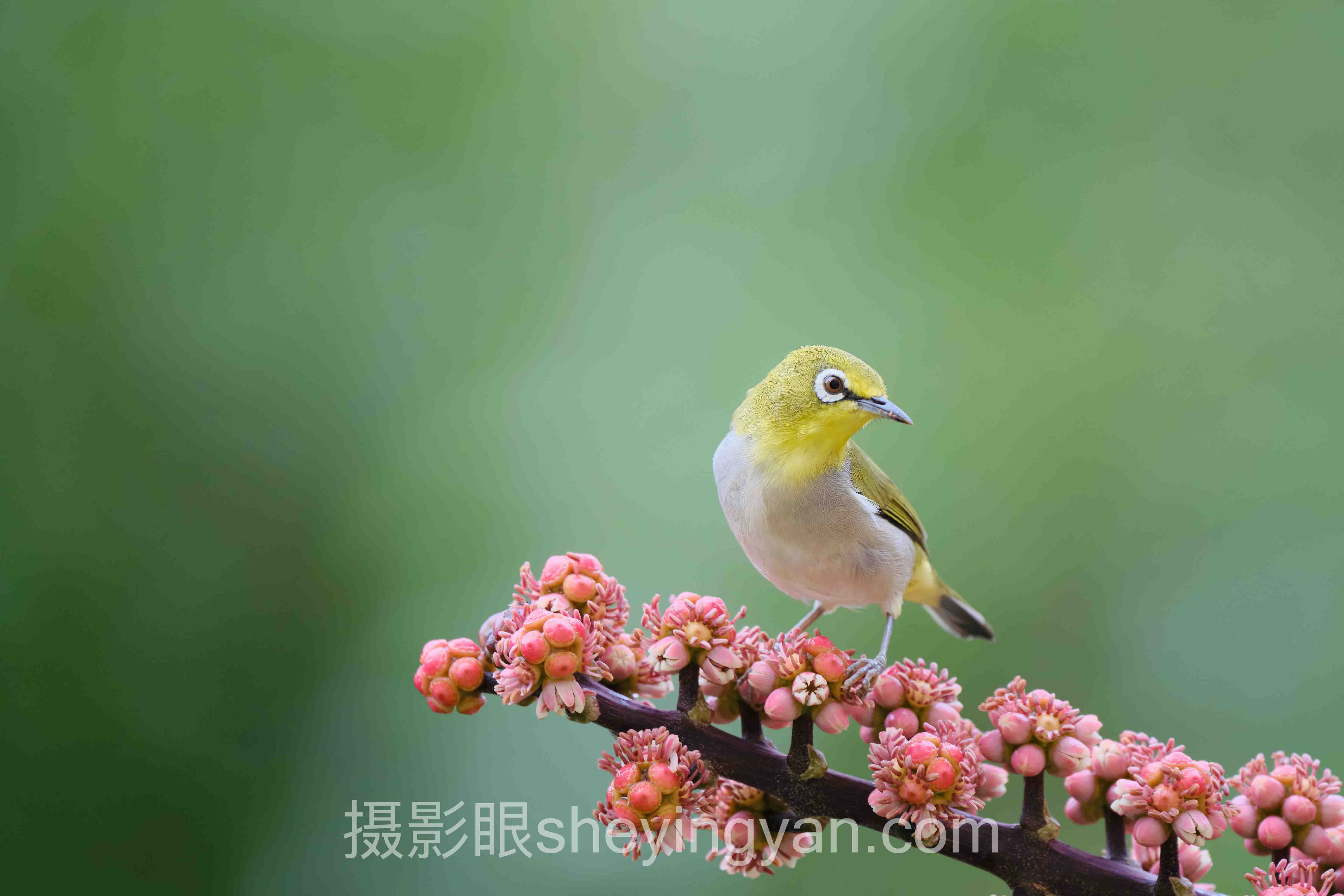 摄影眼AI照片点评收费标准完整指南：从入门到精通的6个步骤