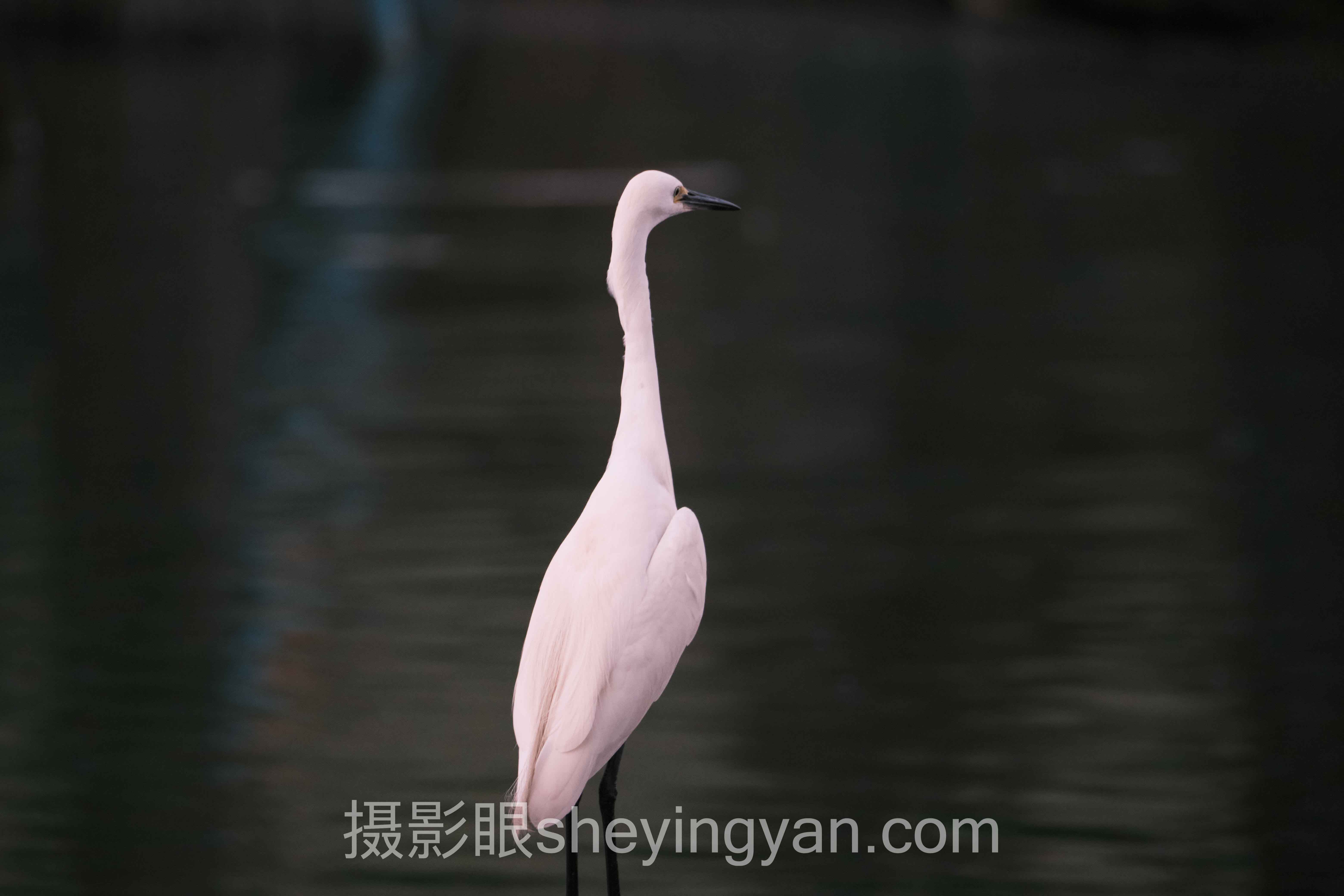 选照片点评平台不踩坑：多维度对比指南