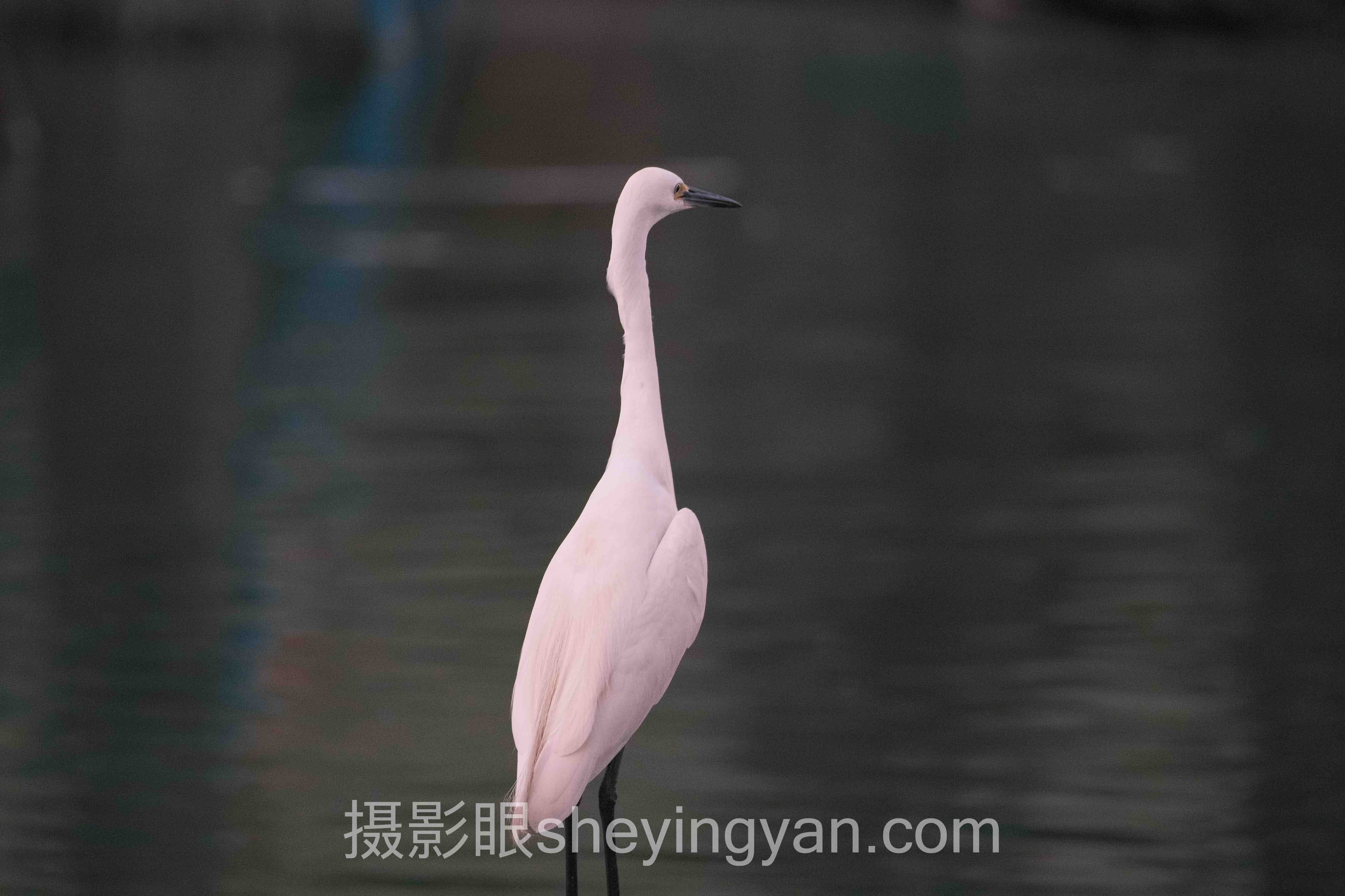 摄影作品打分标准主流方案横向对比：哪个更适合你？