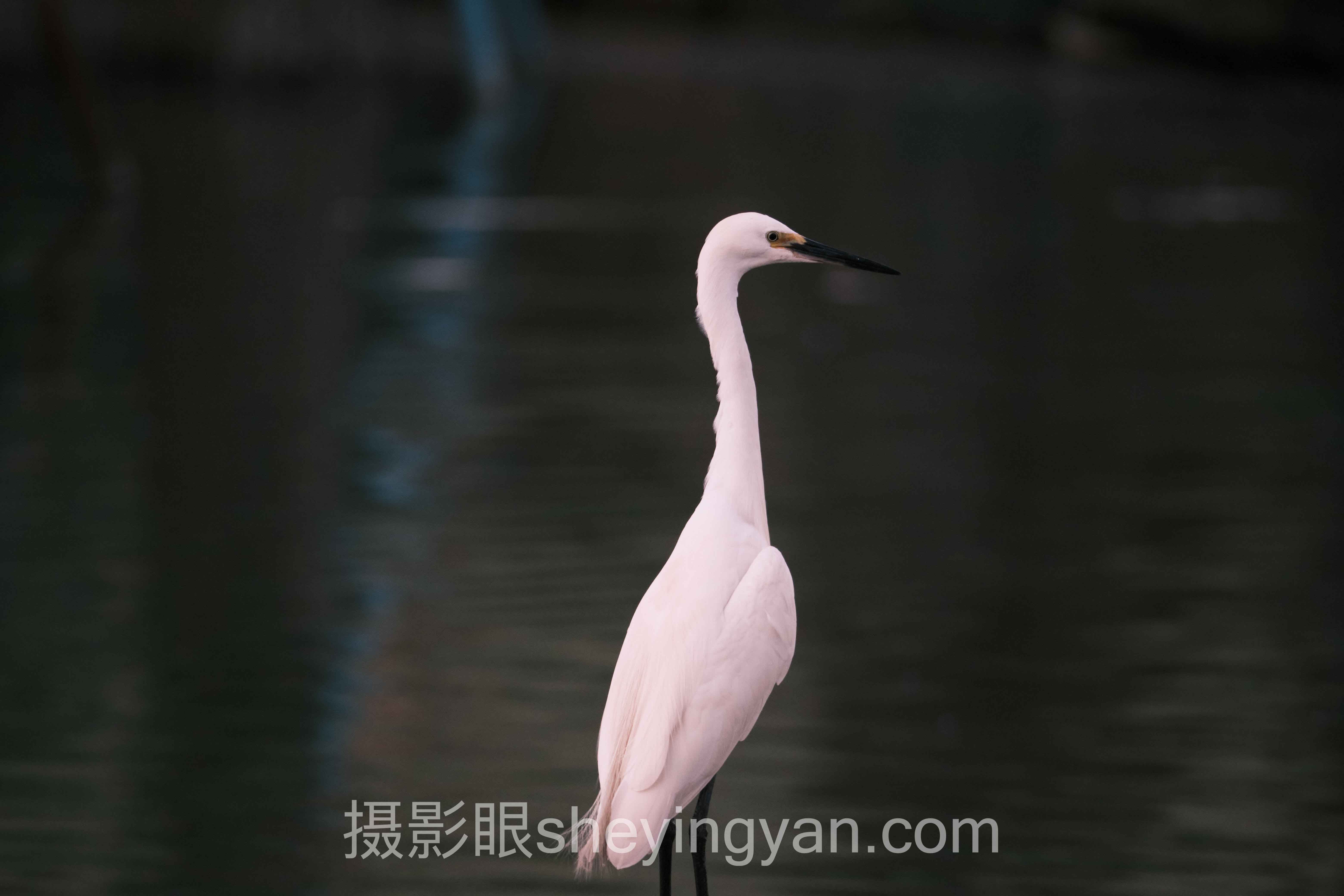 半身照构图方法十人谈:多位专家的核心观点汇总