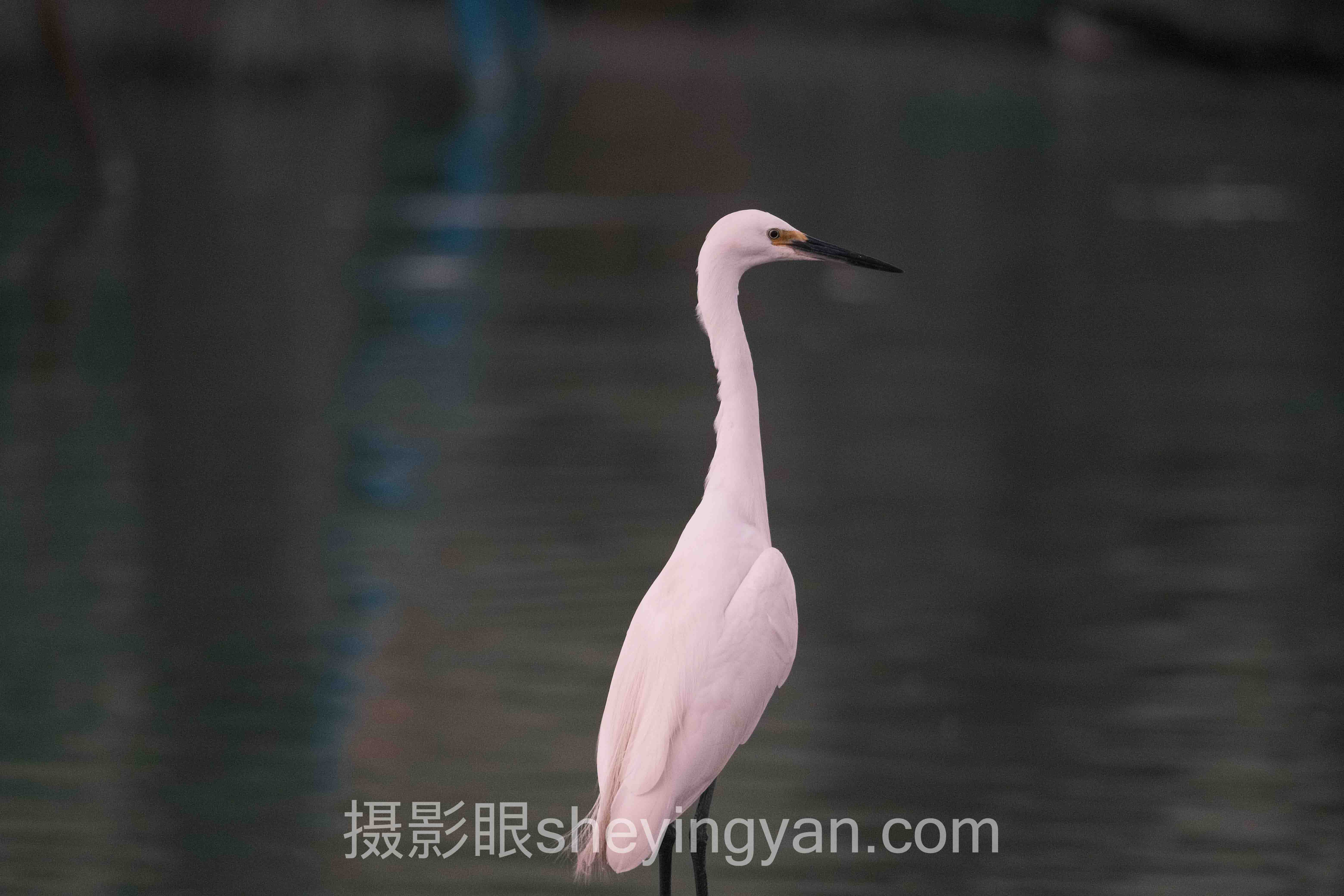对话行业专家：如何制定摄影评分标准的关键洞察与前瞻