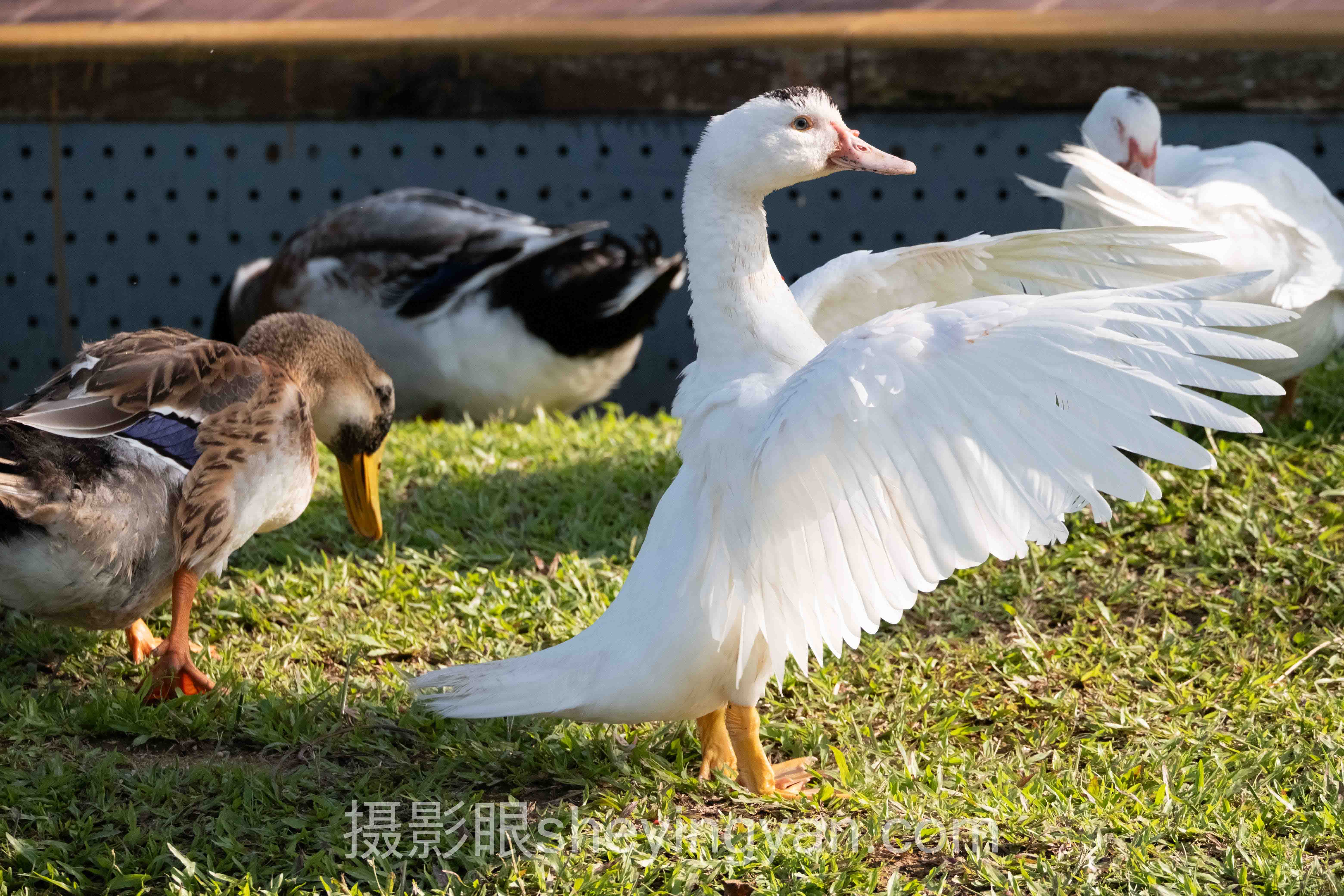 港风色调怎么调全景解读：问题根源与破局之道