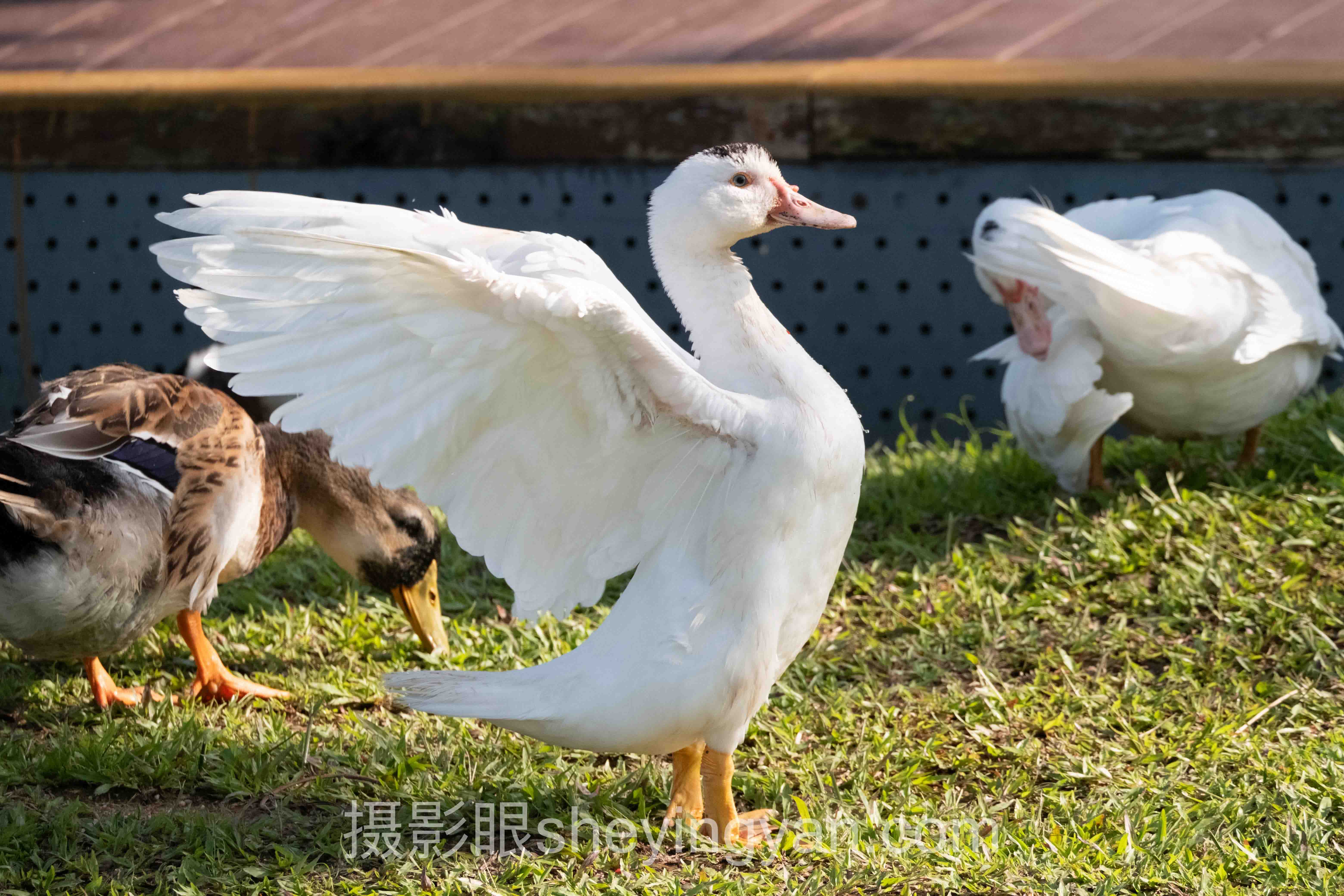 AI照片评测准确吗？5个你必须了解的真相