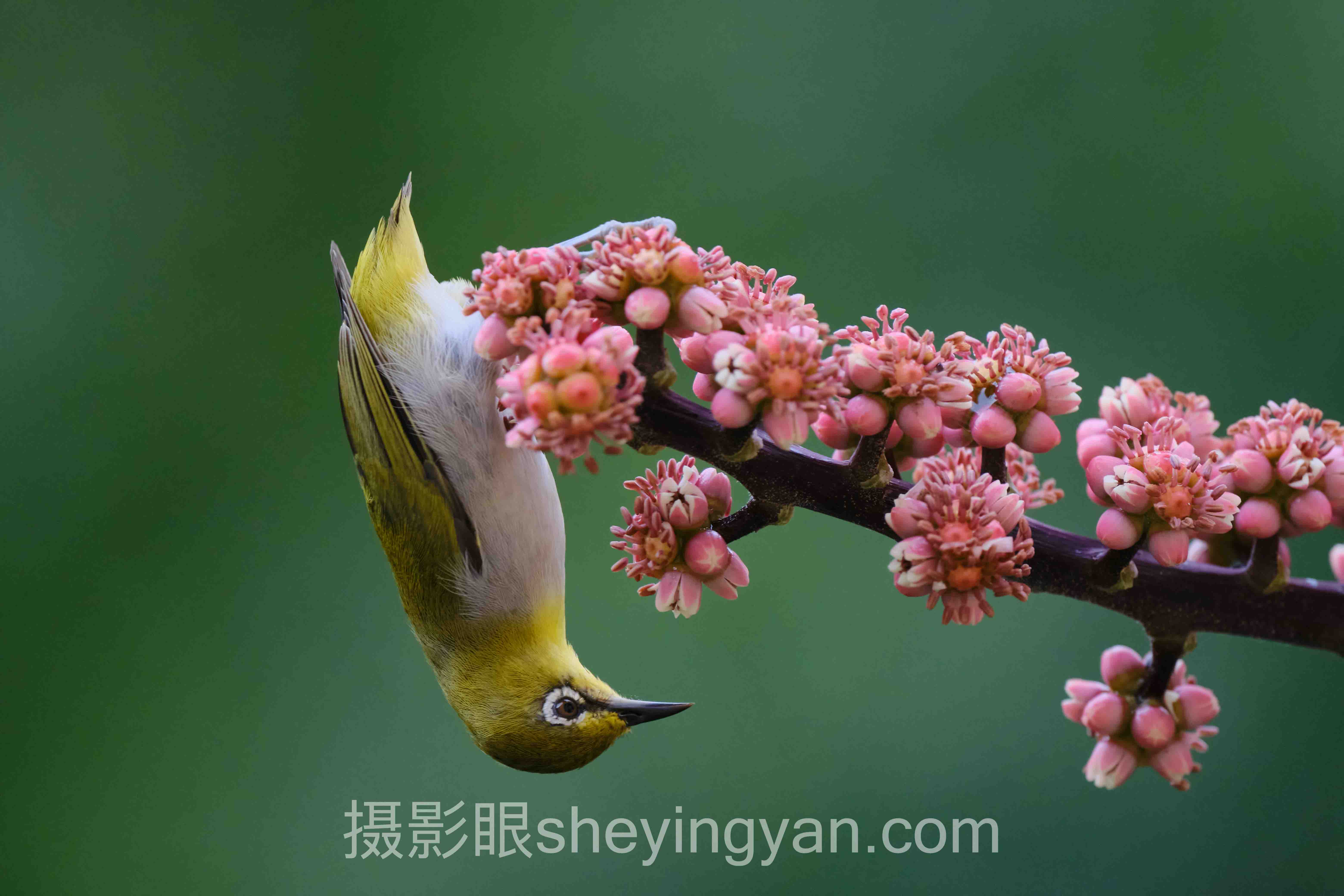 70-200镜头拍什么行业数据全景：6组数据揭示真相