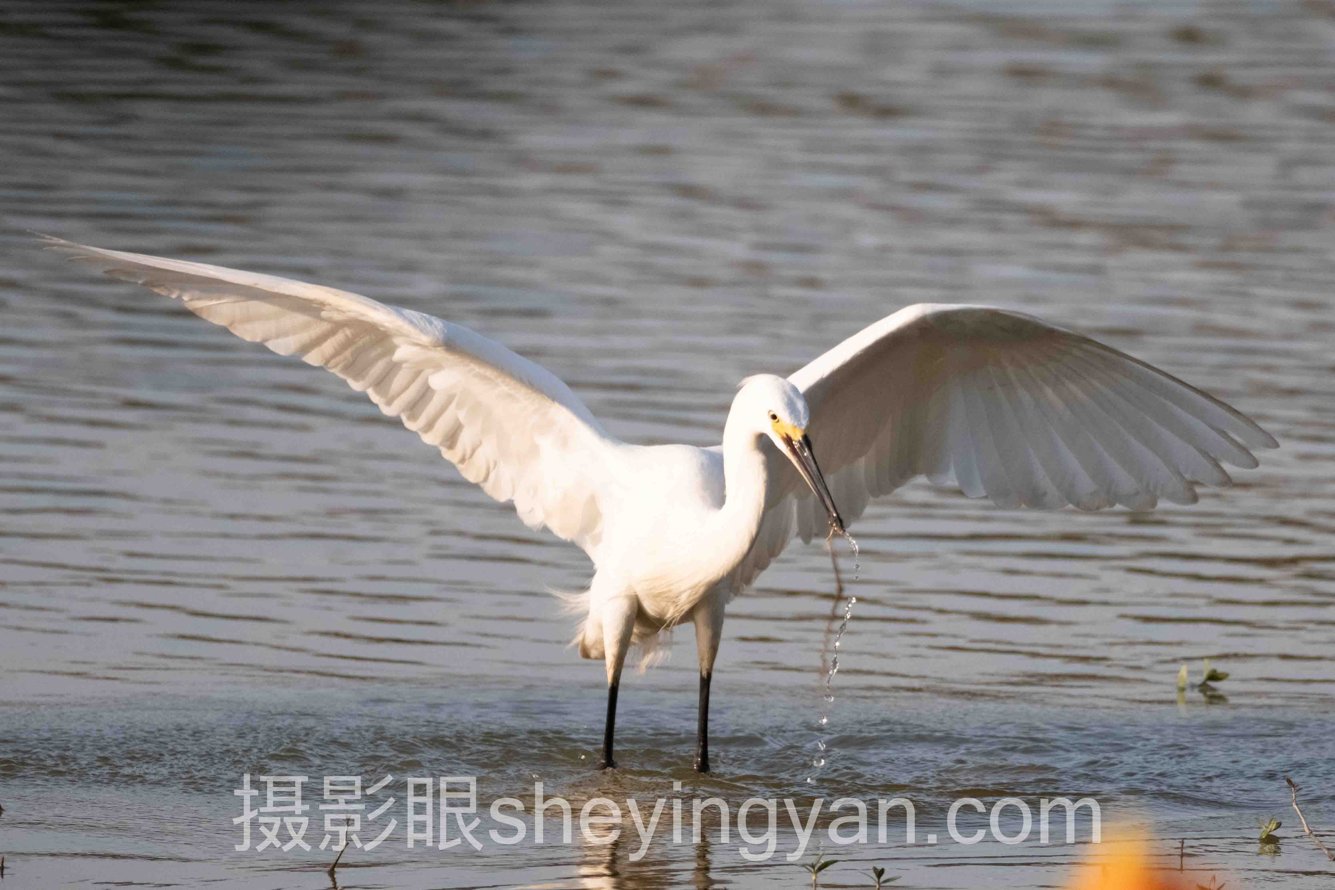 深度解析：摄影眼官网价格的核心问题与答案